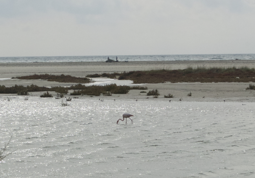 Camargue