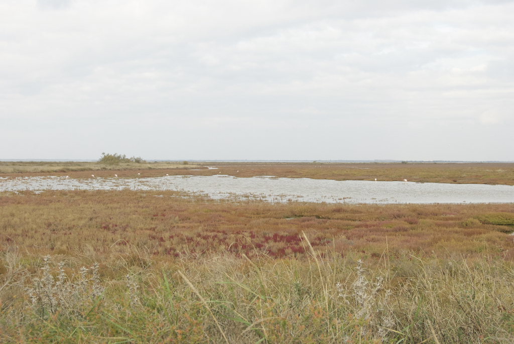 Camargue