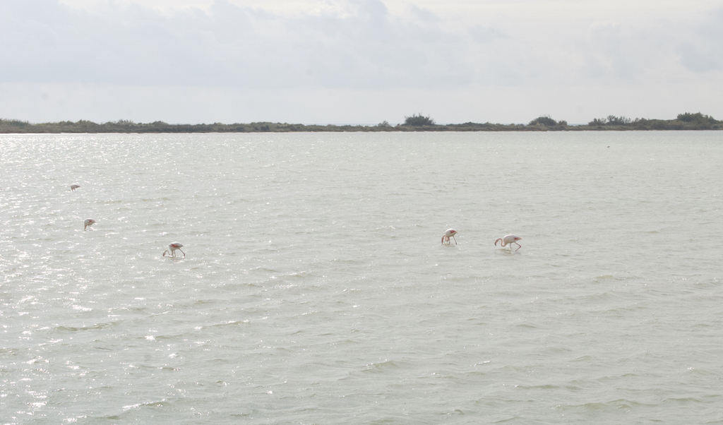Camargue