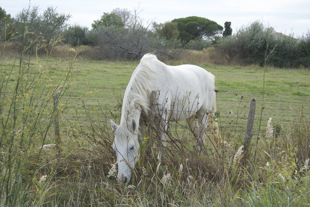 Camargue