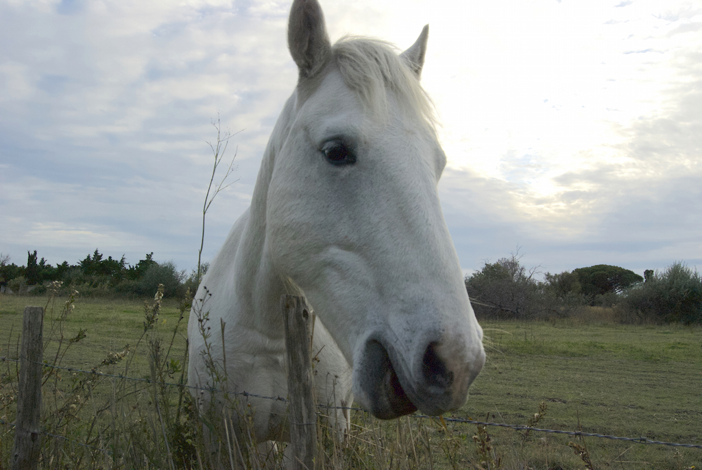 Camargue