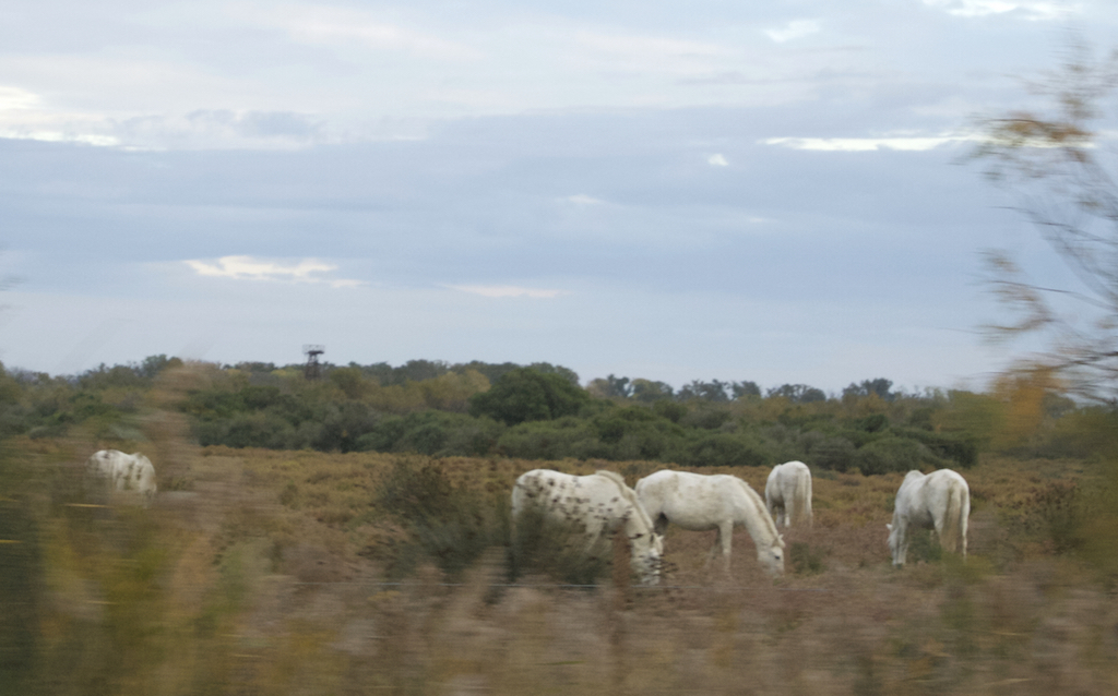 Camargue