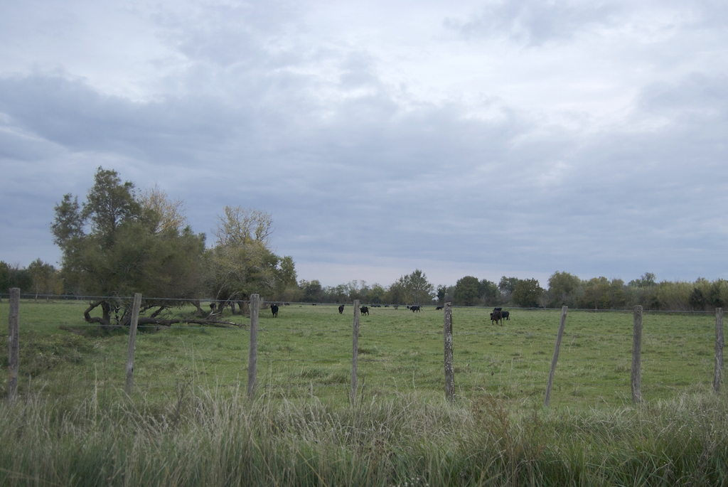 Camargue